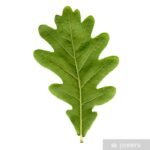Oak leaf